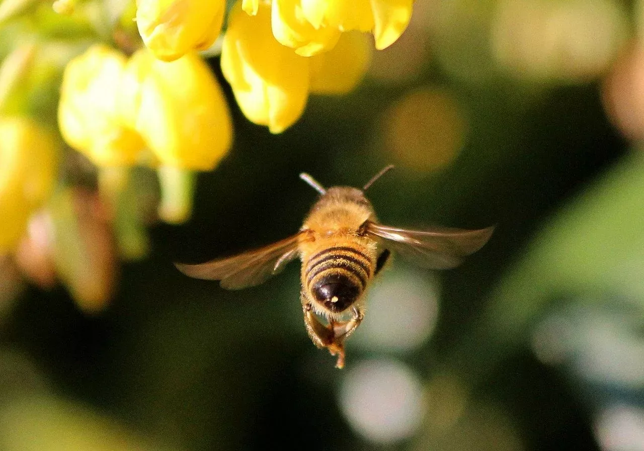 contact us, honey bee, The Online Garden