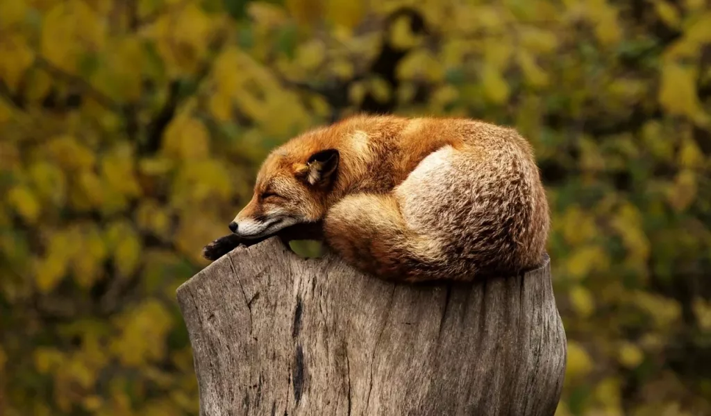 relaxed, automatic coverage, refund policy, fox sleeping, The Online Garden