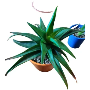 Aloe Ciliaris (Climbing Aloe) - Bare Rooted Plant