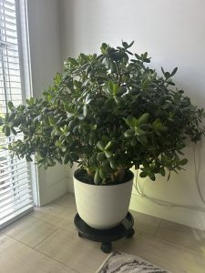 Crassula Ovata 'Money Tree' Jade Plant