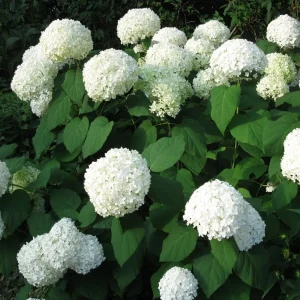 Hydrangea Annabelle 1 ltr pot FREE DELIVERY