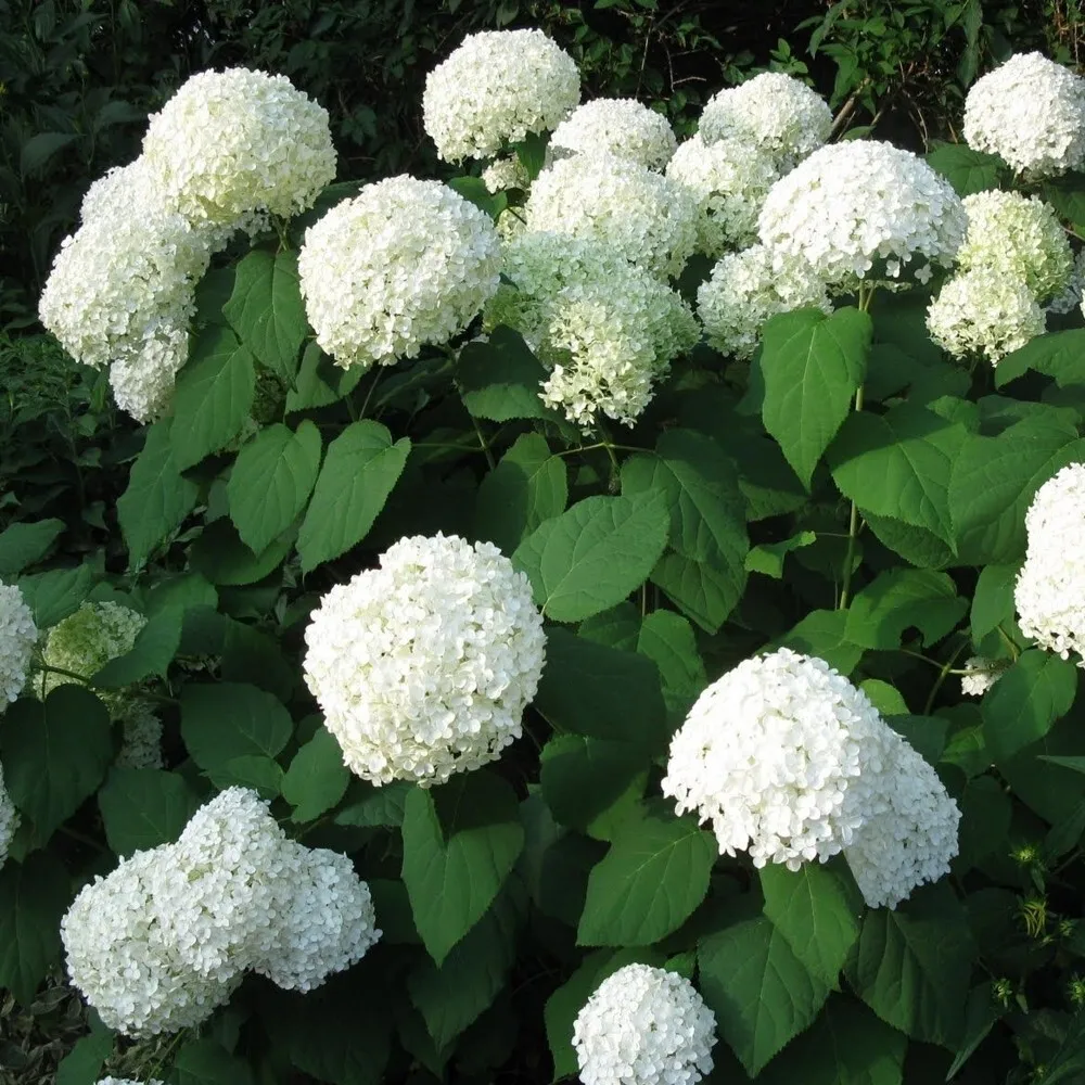Hydrangea Annabelle 1 ltr pot FREE DELIVERY