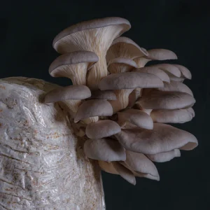 Grey Oyster Mushroom Kit