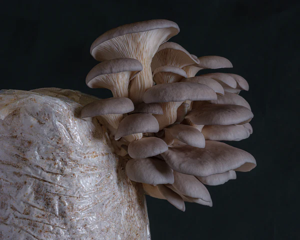 Grey Oyster Mushroom Kit