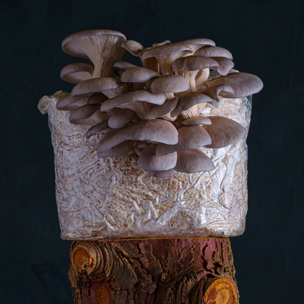 Grey Oyster Ready to Grow Kit - Image 2
