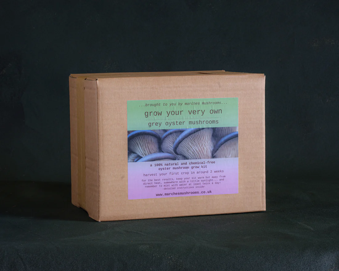 Grey Oyster Ready to Grow Kit - Image 3