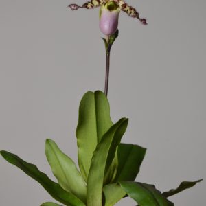 Pinocchio, Paphiopedilum Liemianum Orchid