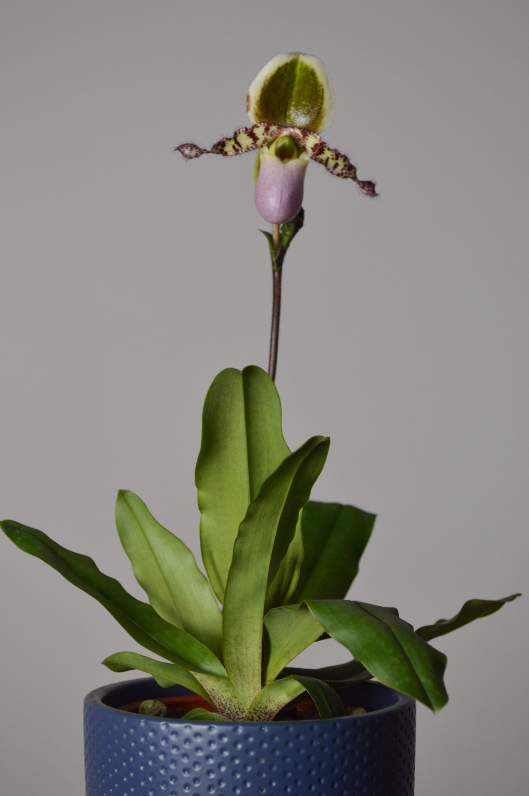 Pinocchio, Paphiopedilum Liemianum Orchid