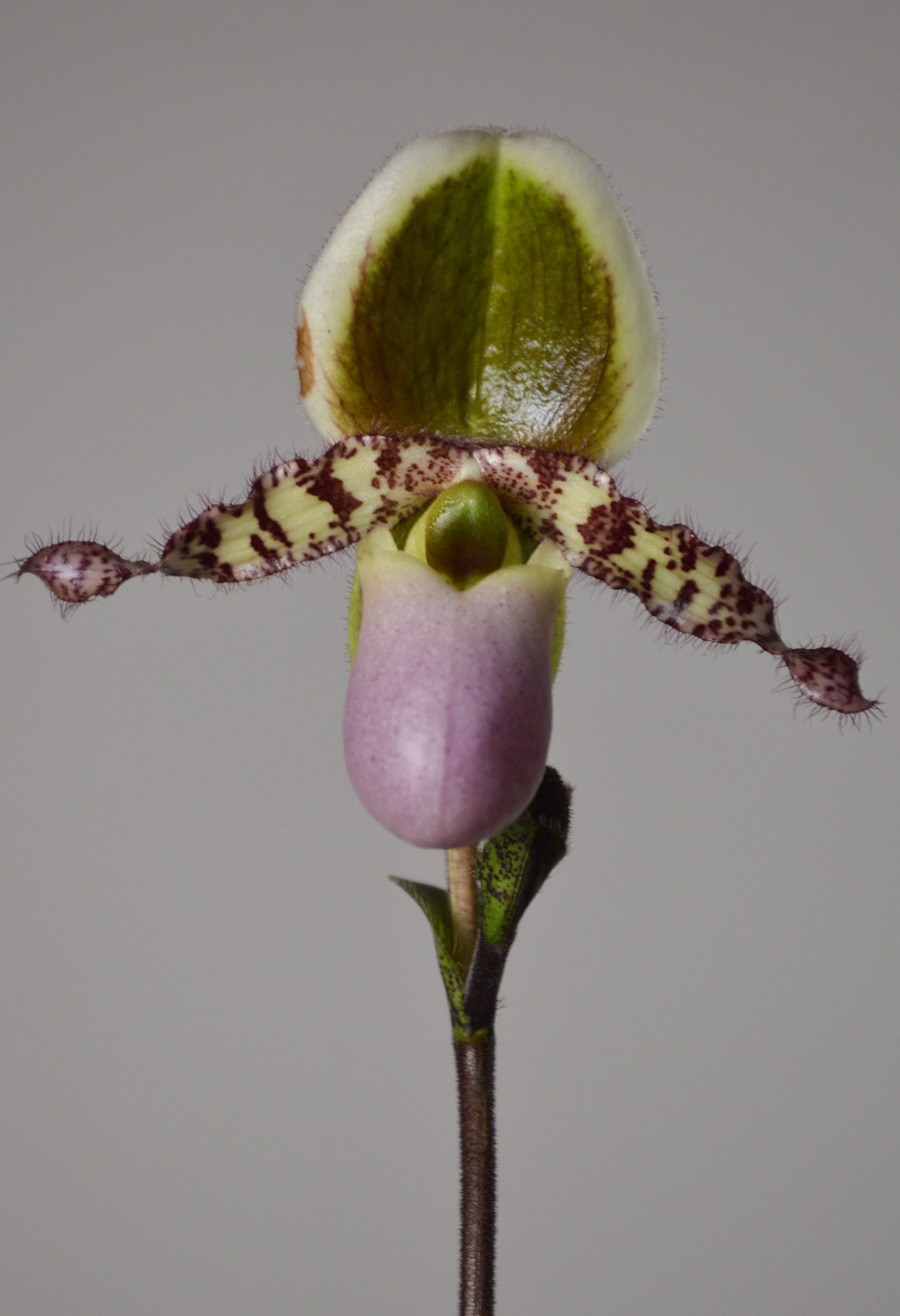 Pinocchio, Paphiopedilum Liemianum Orchid - Image 2