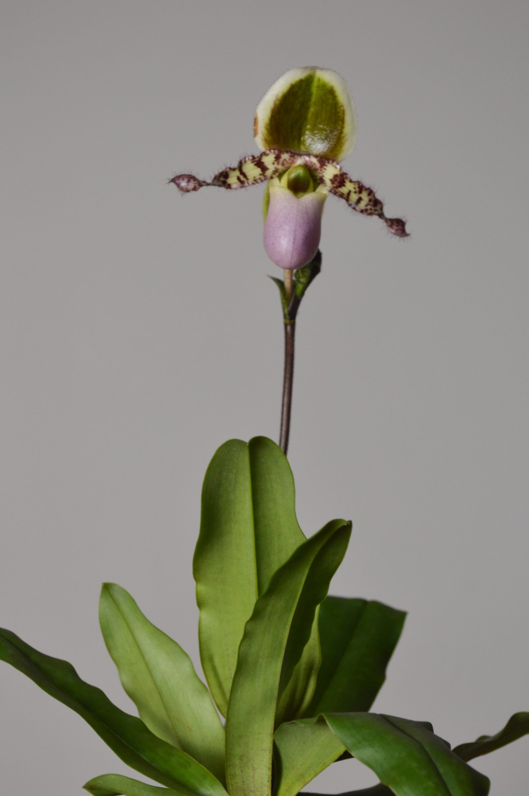 Pinocchio, Paphiopedilum Liemianum Orchid - Image 3