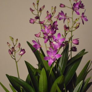 Berry Oda, Dendrobium Orchid