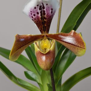 Paphiopedilum US Hybrid Orchid