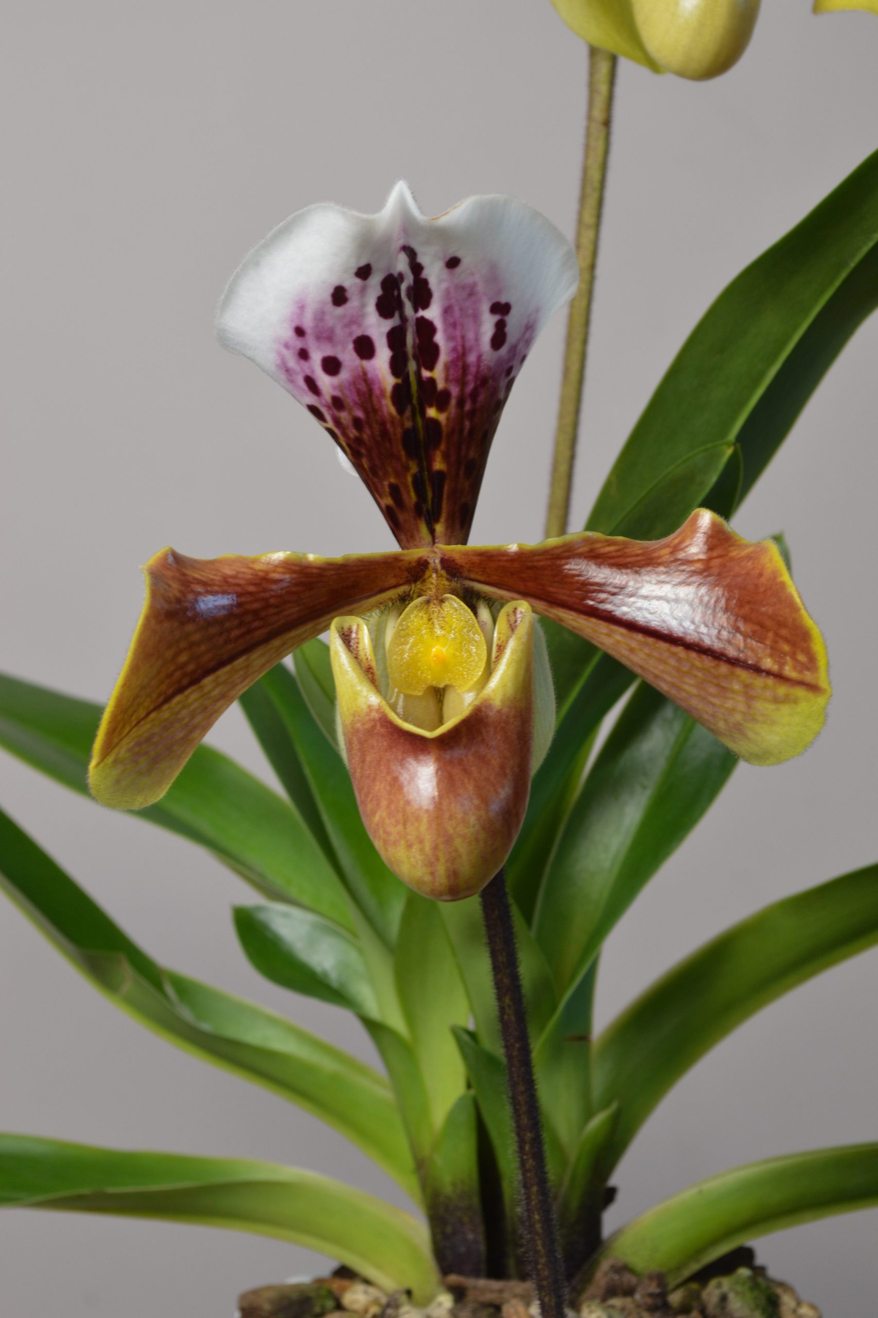 Paphiopedilum US Hybrid Orchid