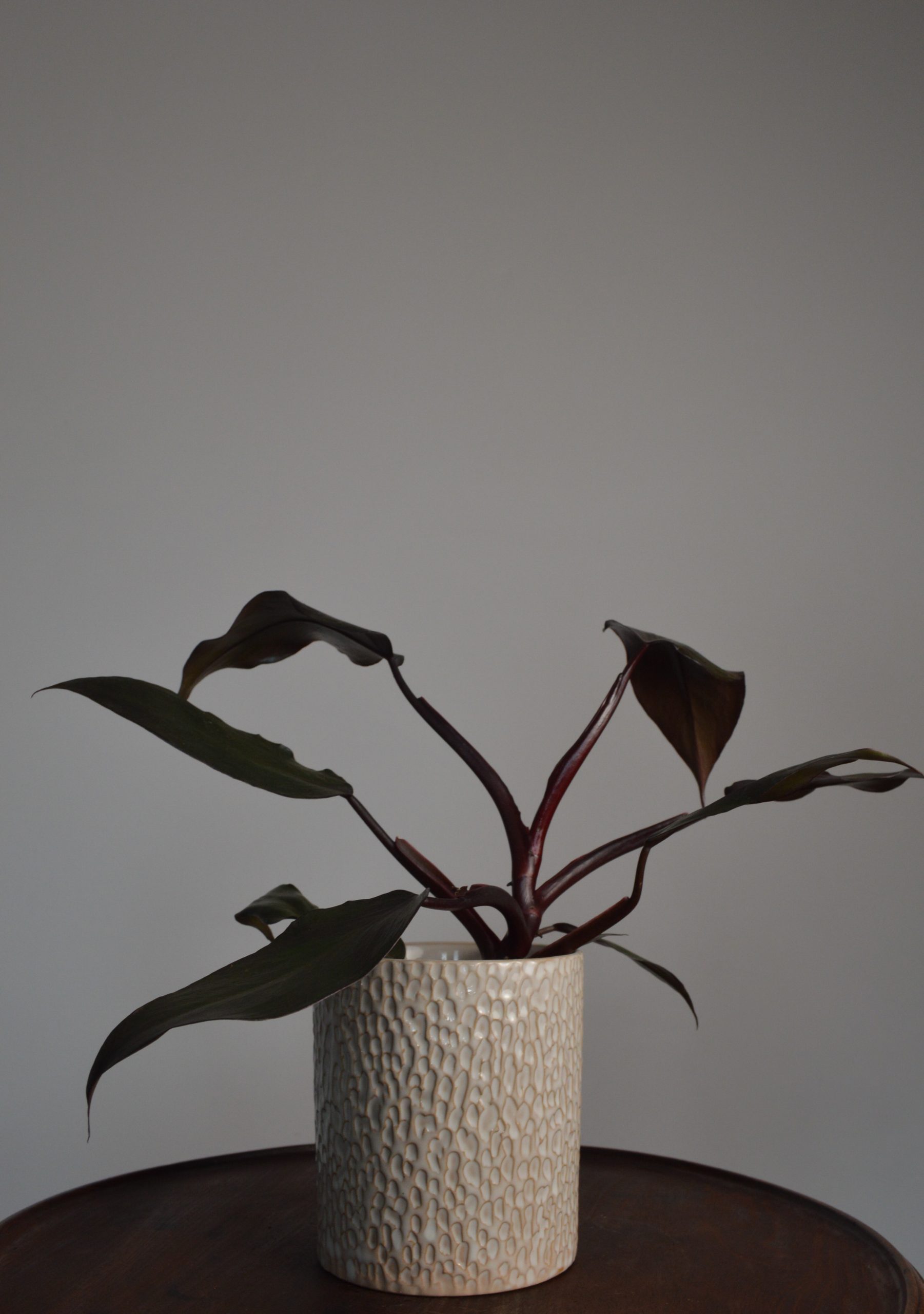 New Red, Philodendron - Image 5
