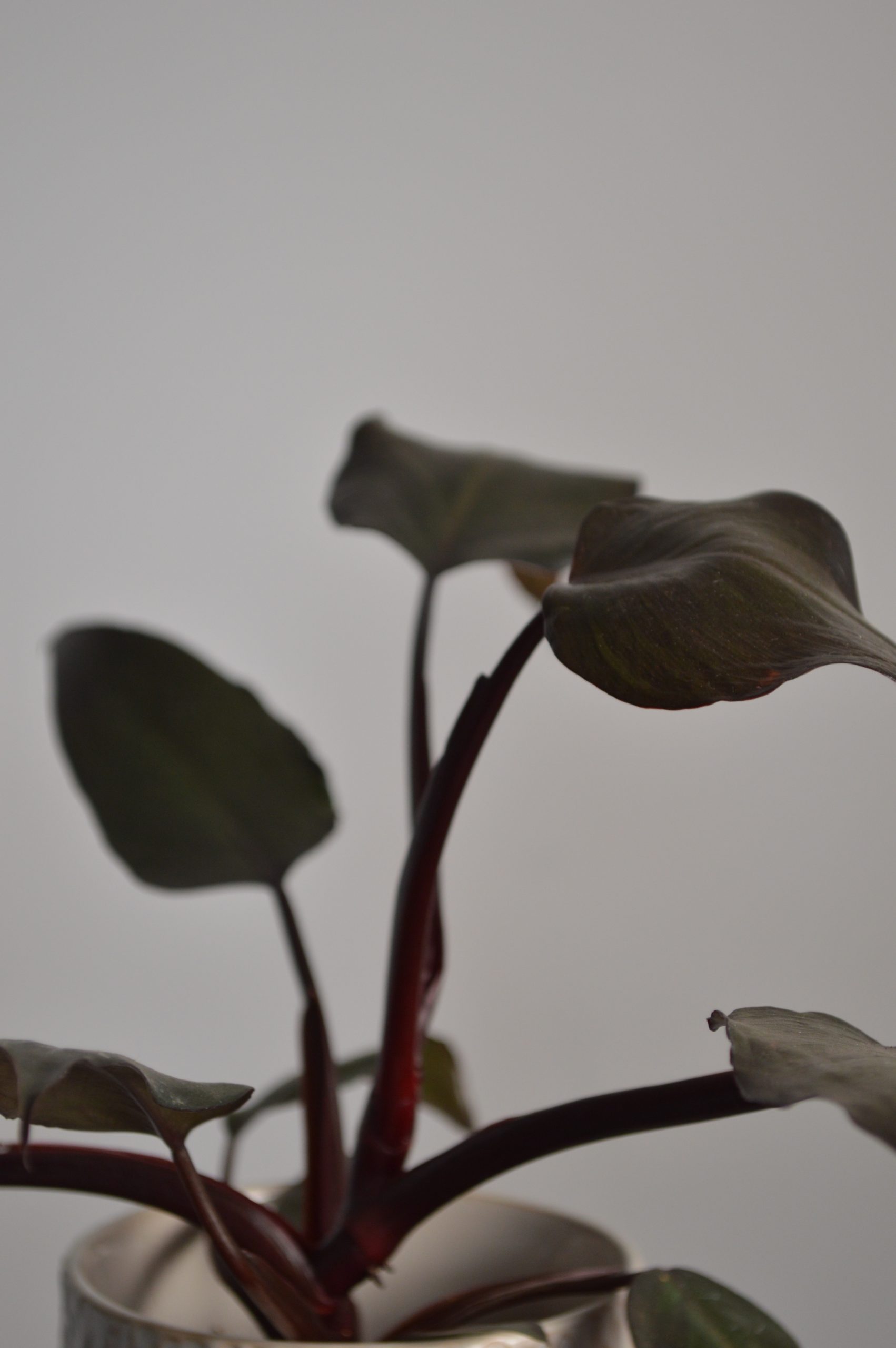 New Red, Philodendron - Image 4