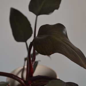 New Red, Philodendron