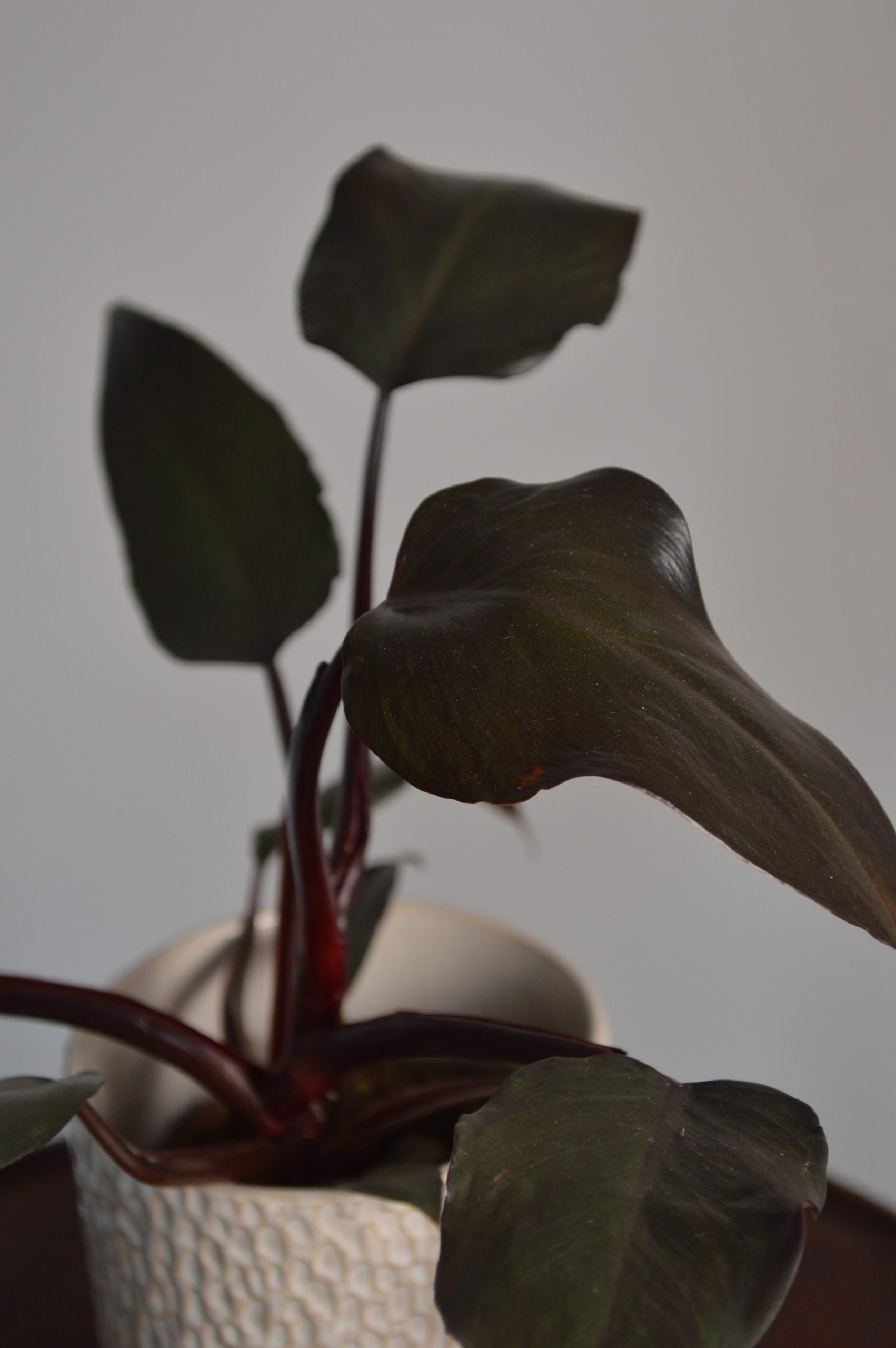 New Red, Philodendron