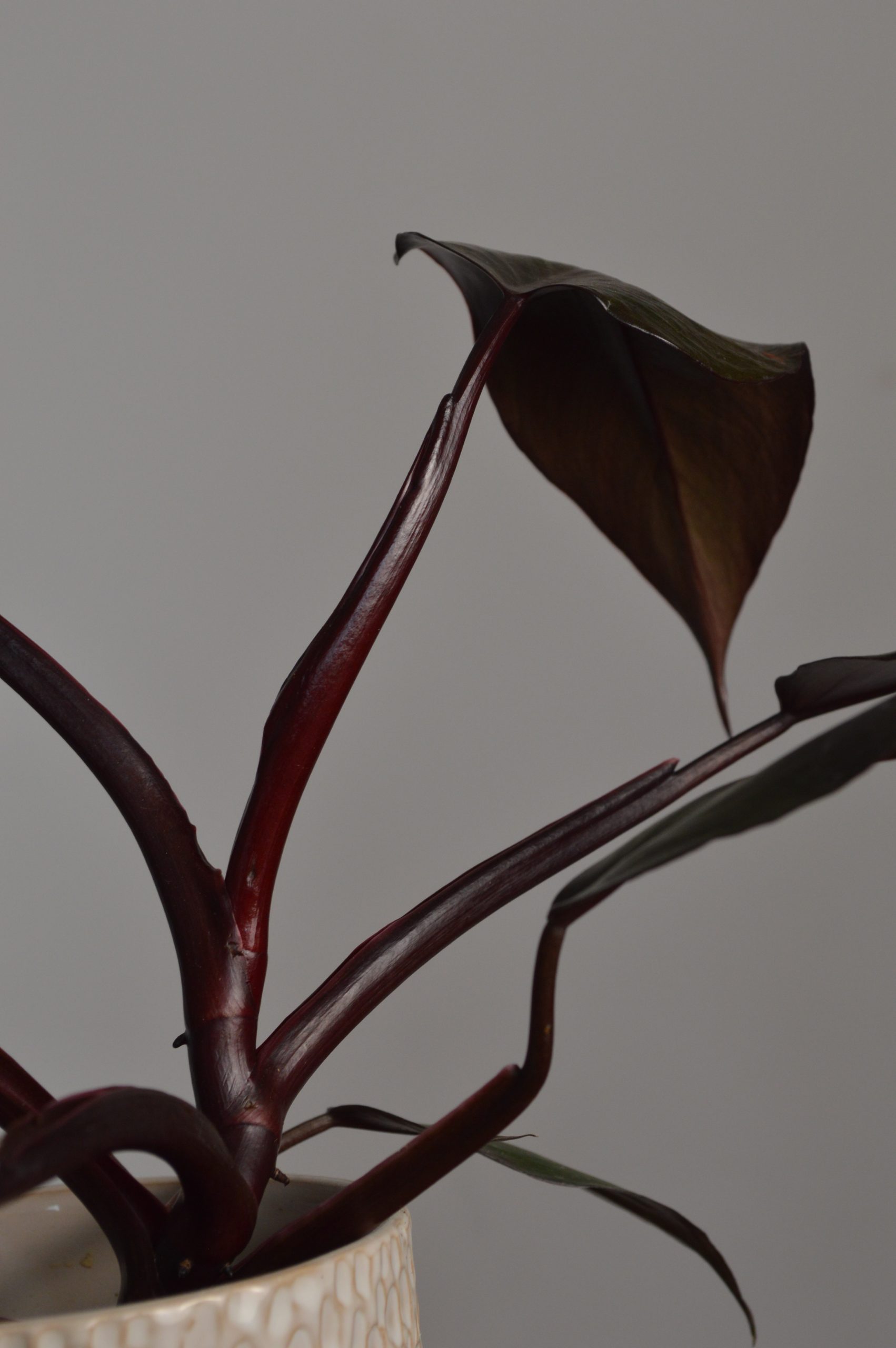 New Red, Philodendron - Image 3