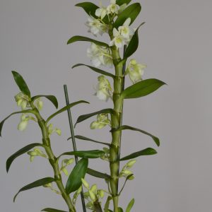 Apollon White, Dendrobium Nobile Orchid
