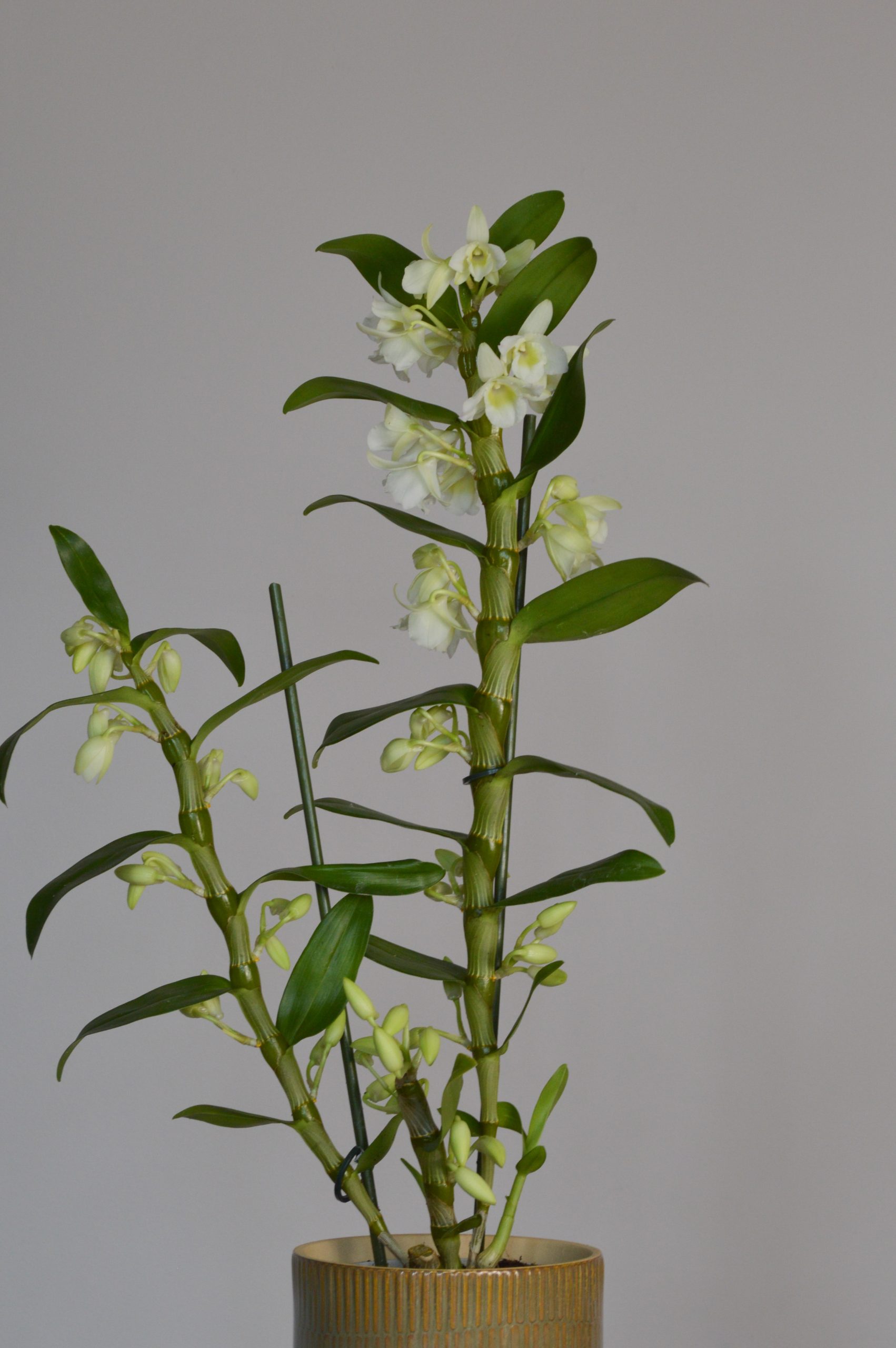 Apollon White, Dendrobium Nobile Orchid