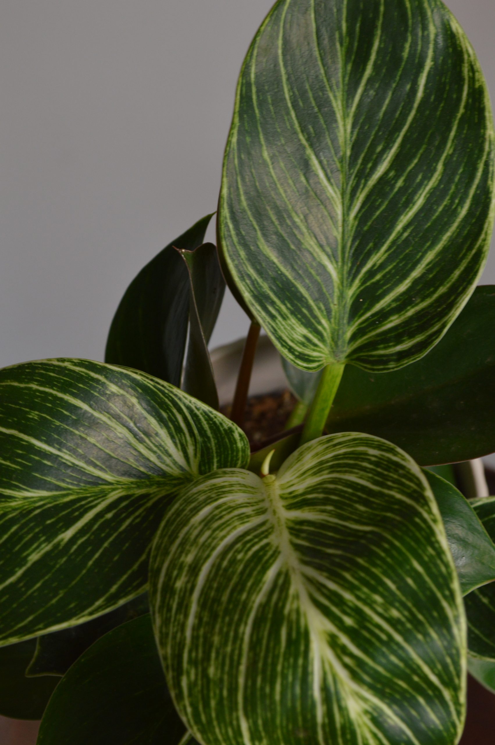 Birkin, Philodendron - Image 2