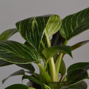 Birkin, Philodendron