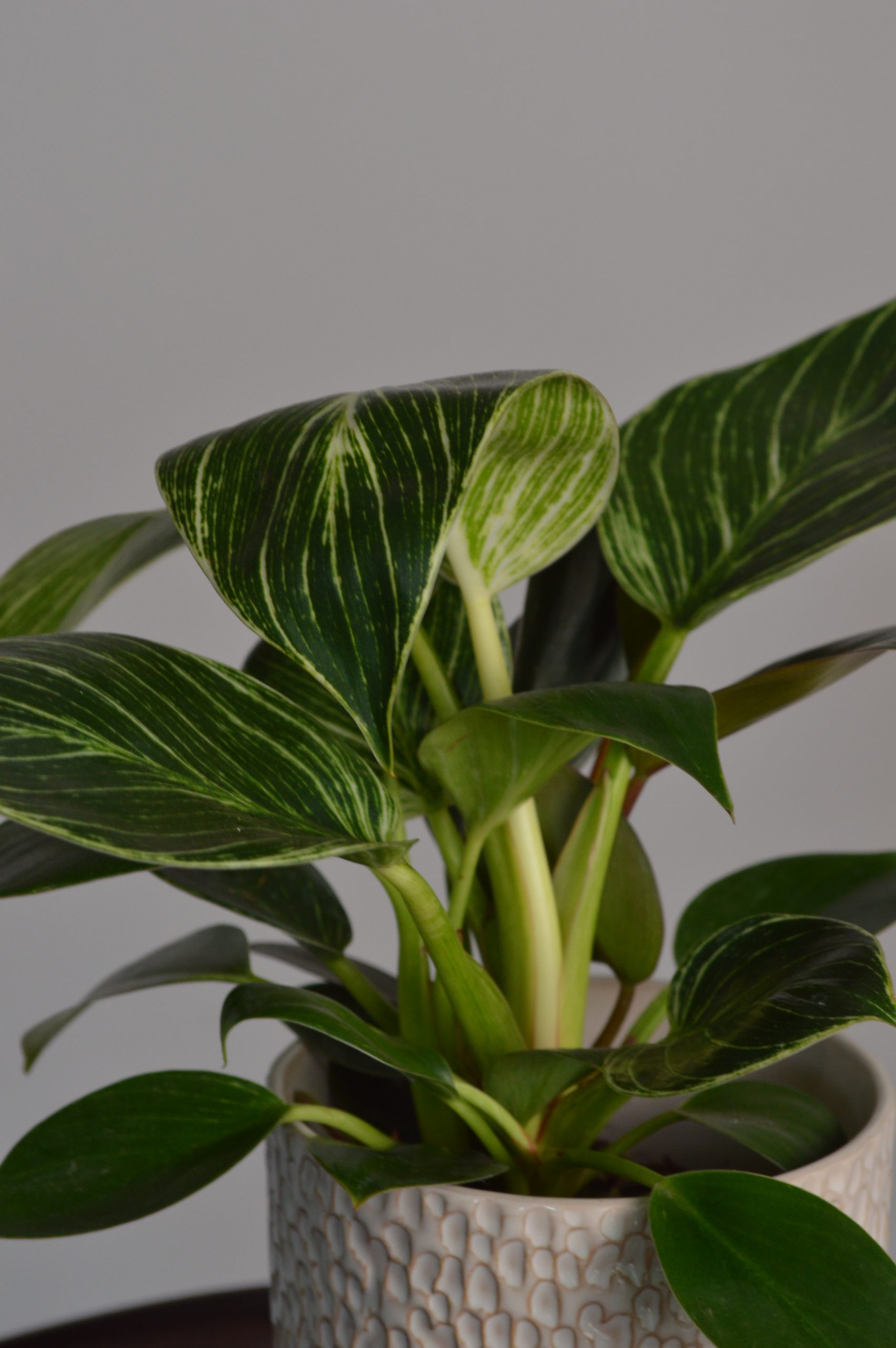 Birkin, Philodendron