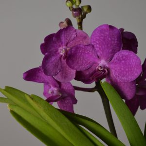Tayanee Cerise, Pink Vanda Orchid