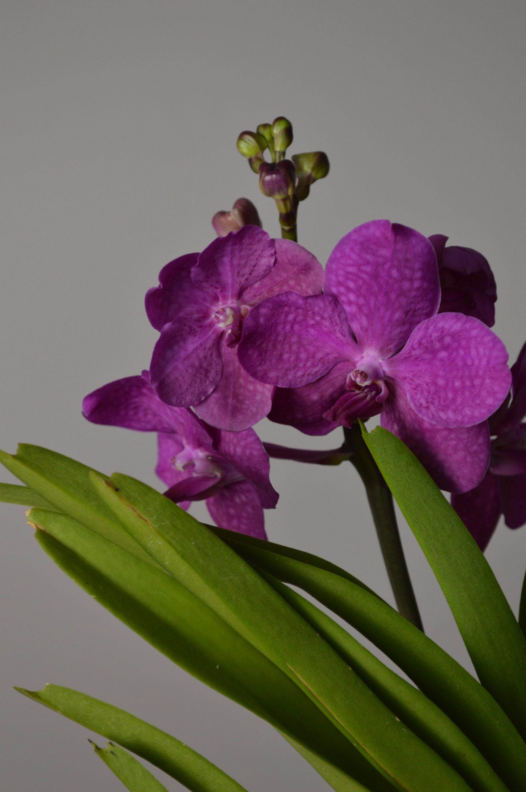 Tayanee Cerise, Pink Vanda Orchid