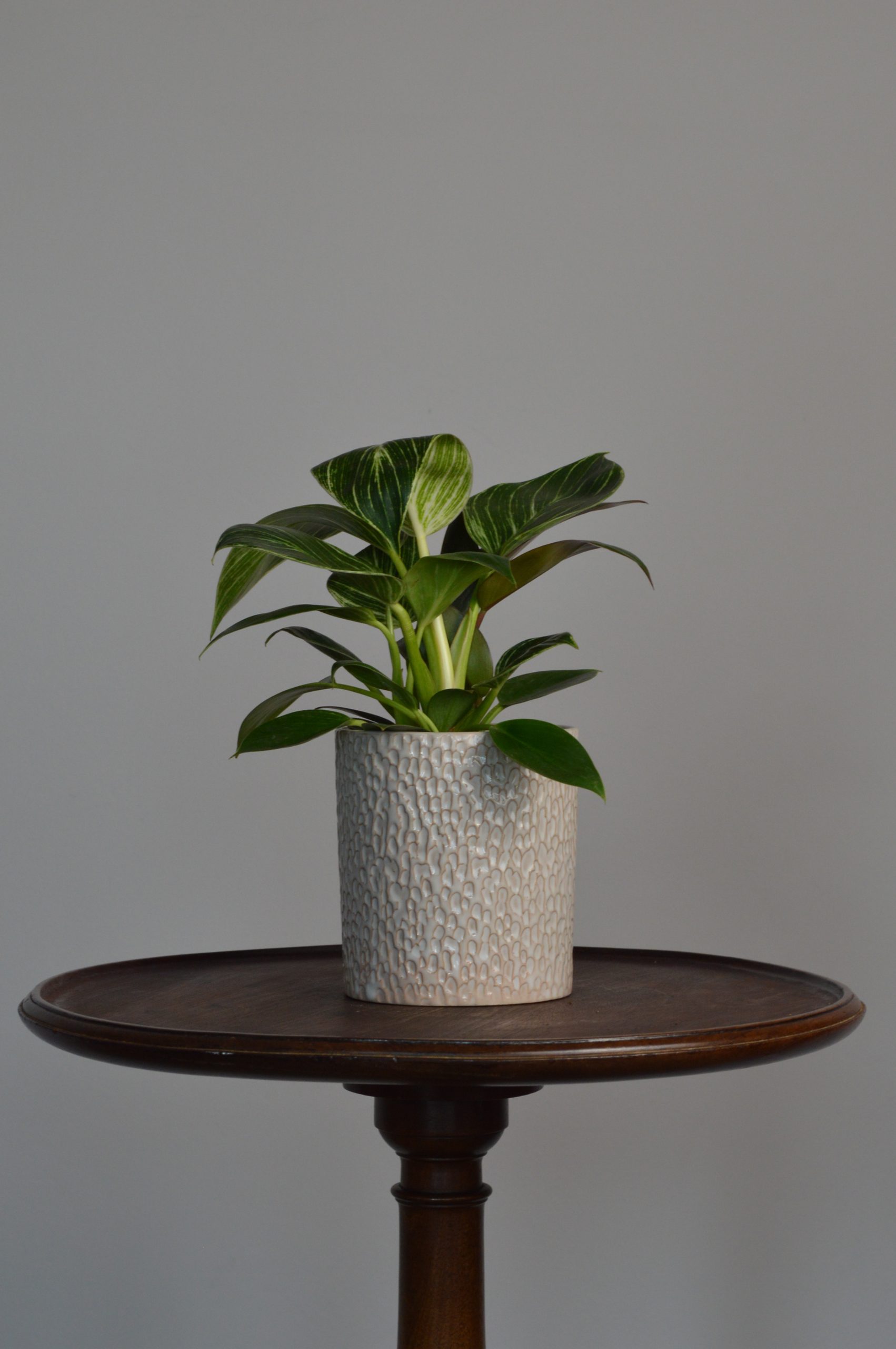 Birkin, Philodendron - Image 5
