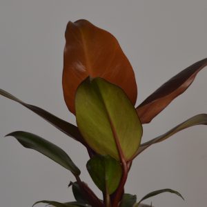 Prince Of Orange, Philodendron