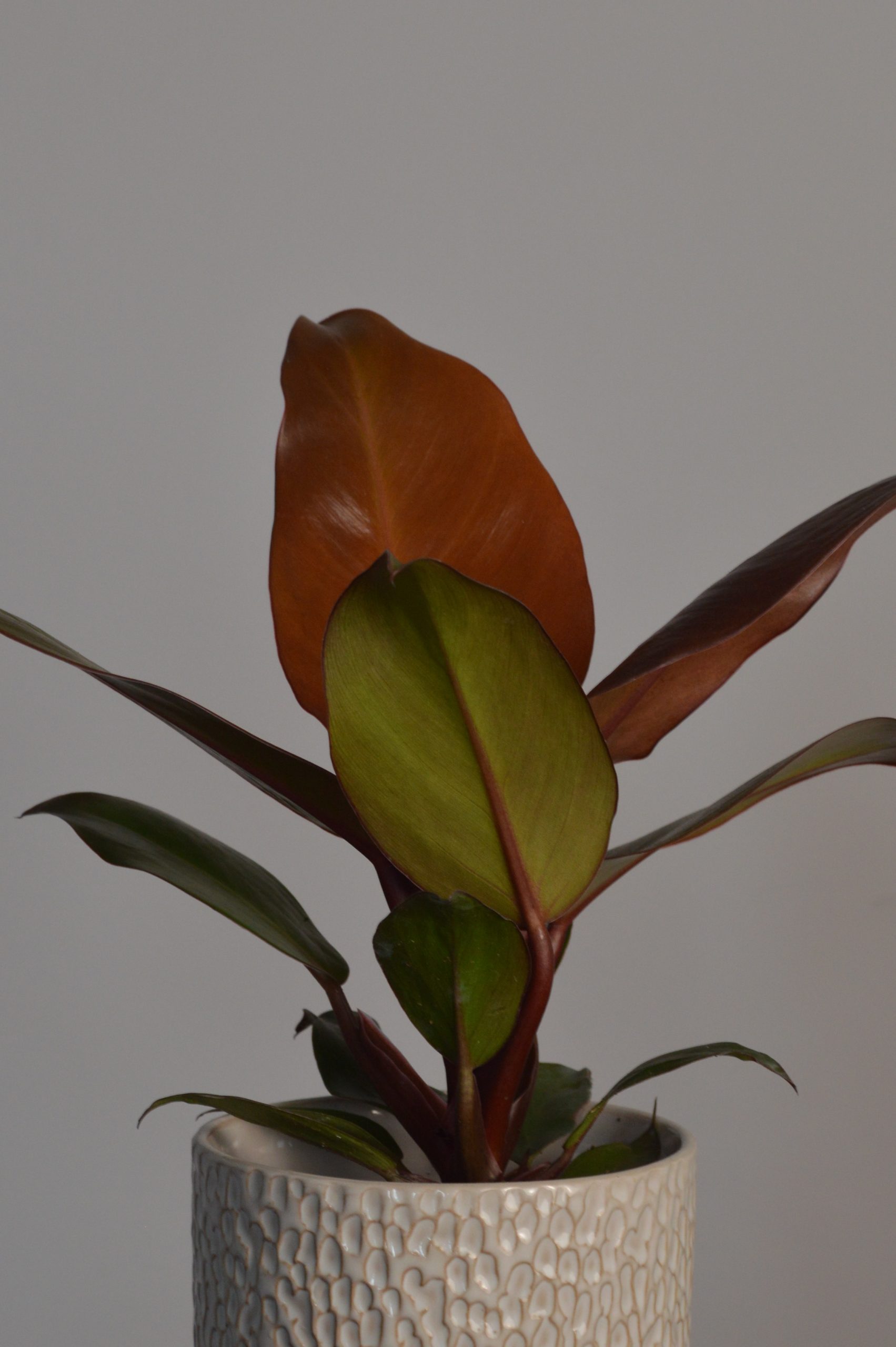 Prince Of Orange, Philodendron
