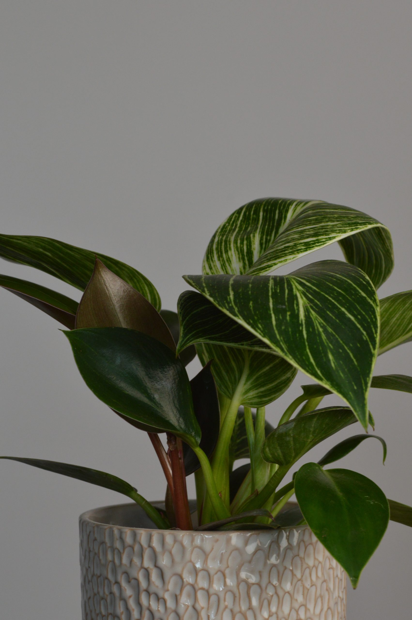 Birkin, Philodendron - Image 4
