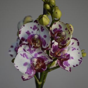 Dream Spot, Phalaenopsis Orchid