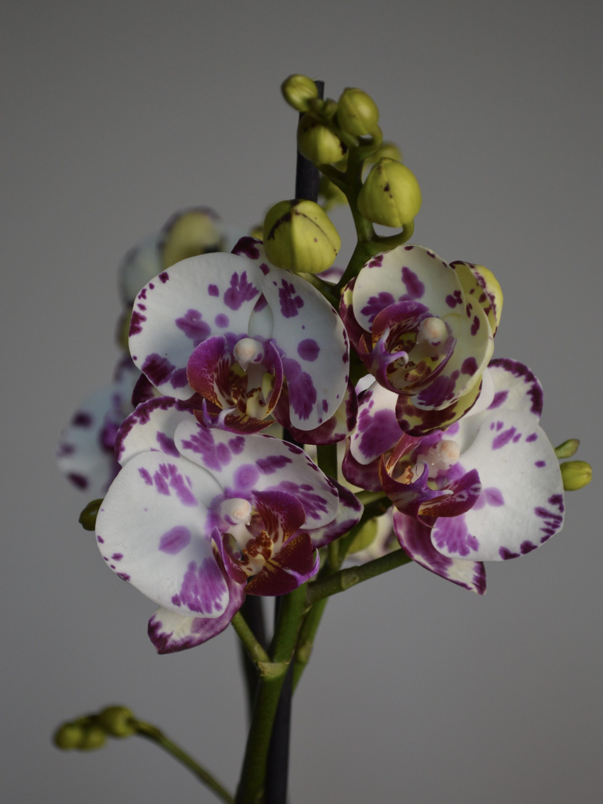 Dream Spot, Phalaenopsis Orchid